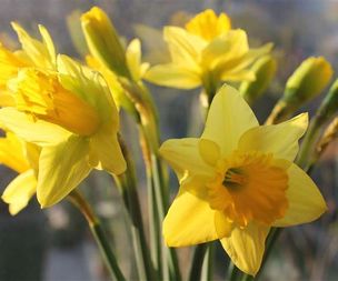 Daffodils - An inspiration for centuries