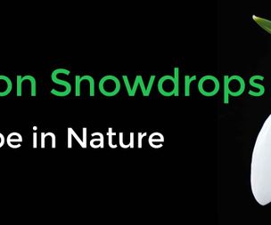 Shepton Snowdrops Poetry Competition - January 6th